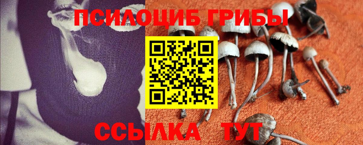 купить наркоту  Псилоцибиновые грибы MAGIC MUSHROOMS  Вход с VPN  Гатчина 